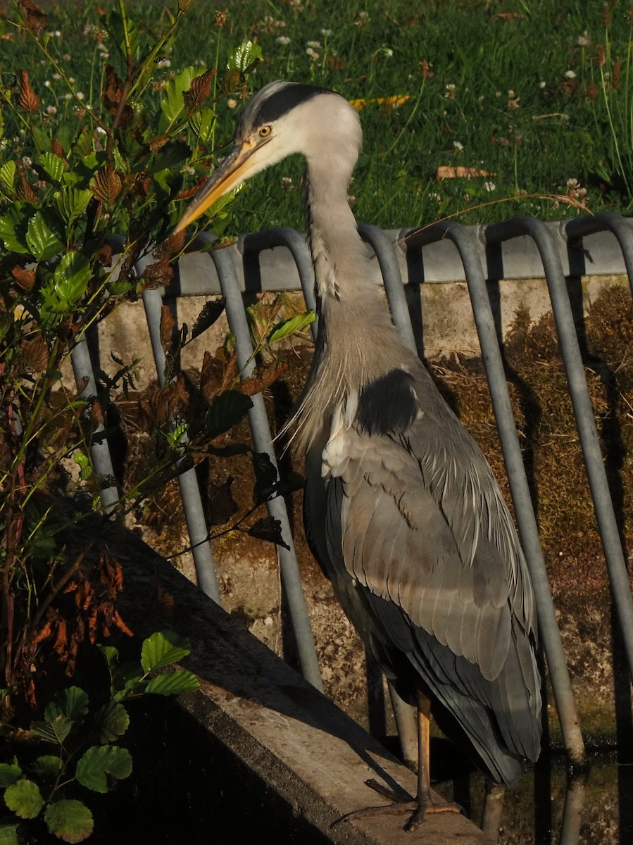 Gray Heron - ML638347615