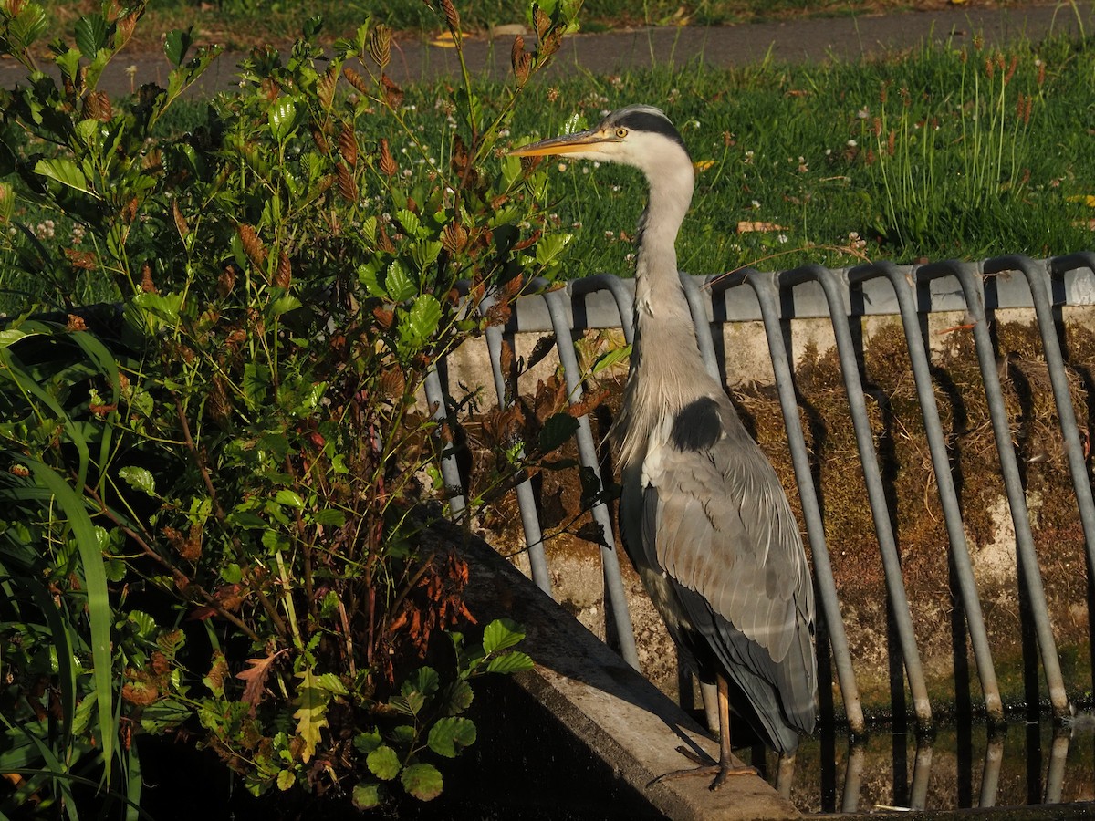 Gray Heron - ML638347616