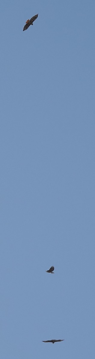 Rotschwanzbussard (calurus/alascensis) - ML638347642
