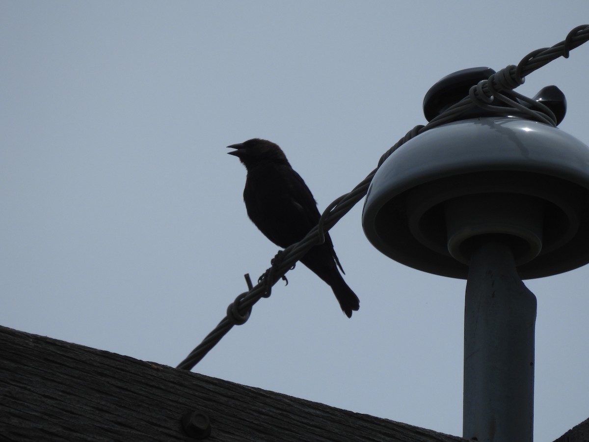 Brown-headed Cowbird - ML638347652