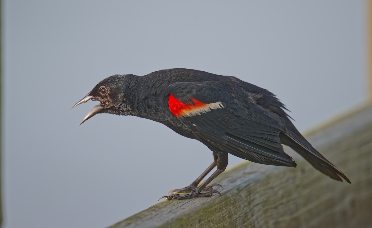 Red-winged Blackbird - ML638347654