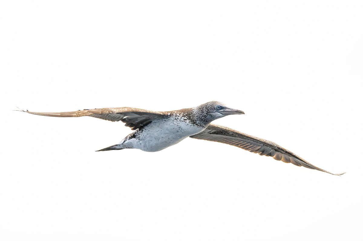 Northern Gannet - ML638347655