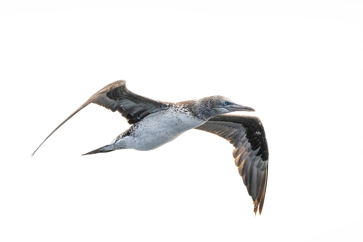 Northern Gannet - ML638347656
