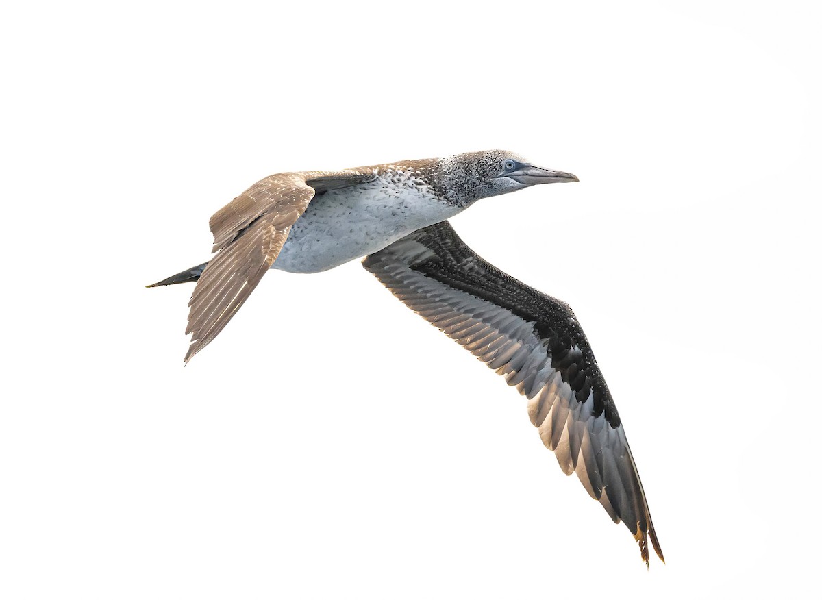 Northern Gannet - ML638347657