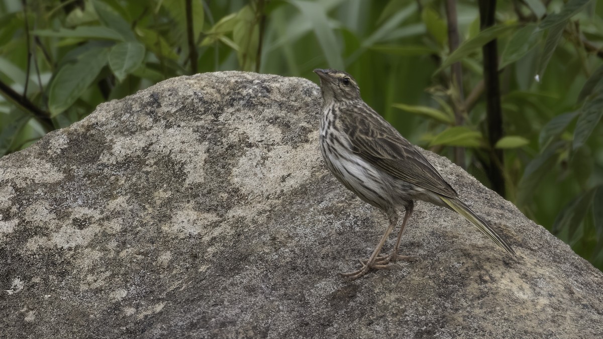Striped Pipit - ML638347667