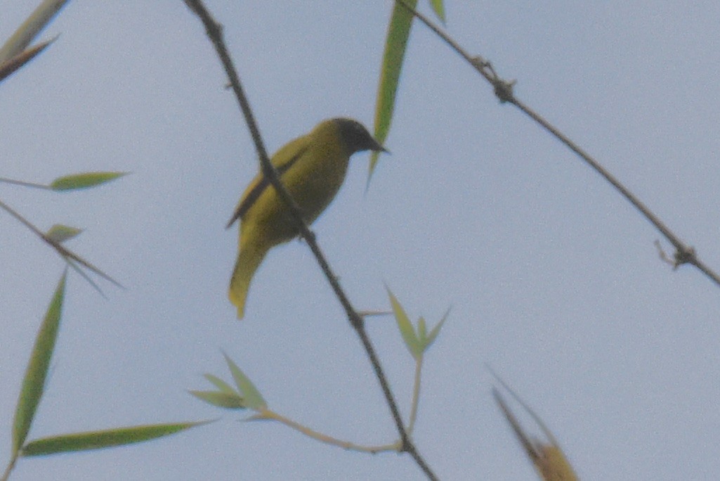 Black-headed Bulbul - ML638347671