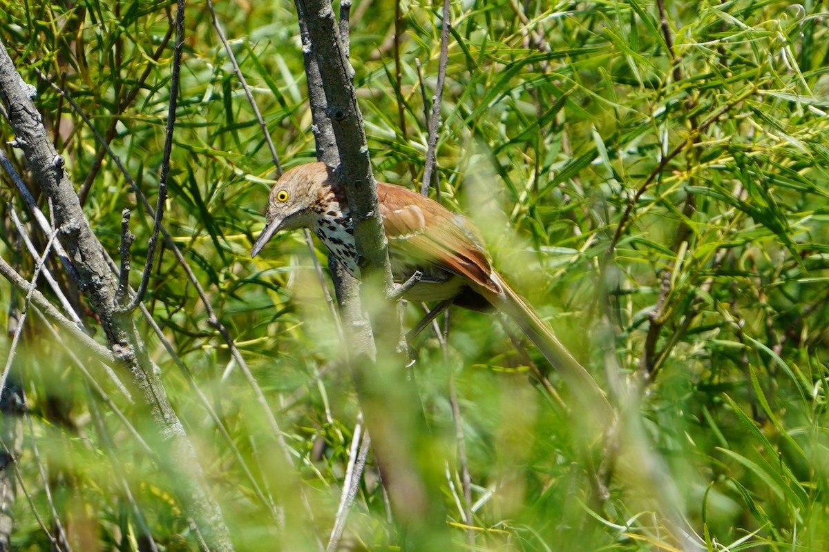 Brown Thrasher - ML638347674