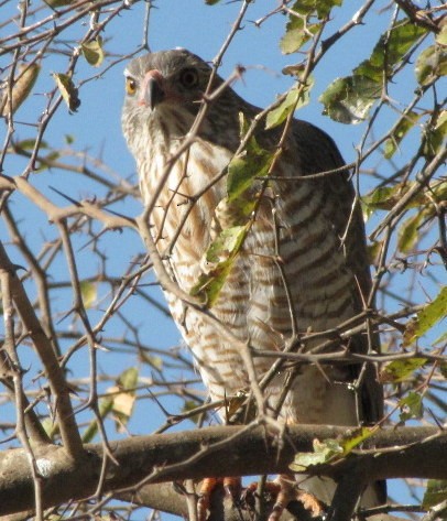 Shikra - ML638347675