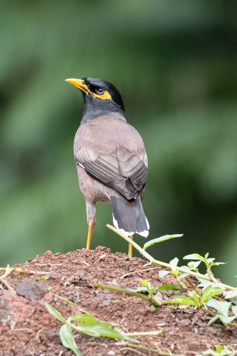 Common Myna - ML638347677