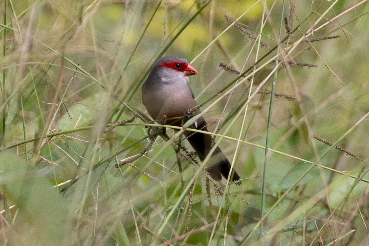 Common Waxbill - ML638347680