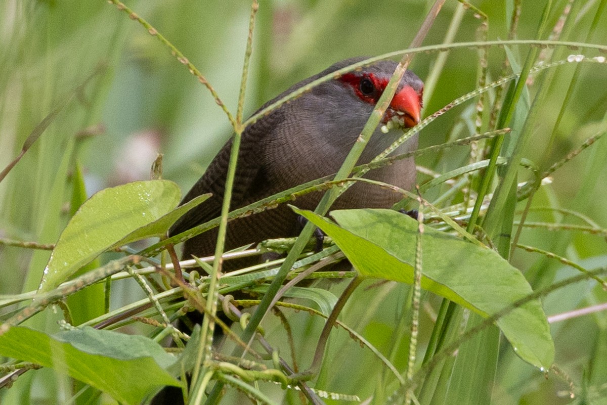 Common Waxbill - ML638347681