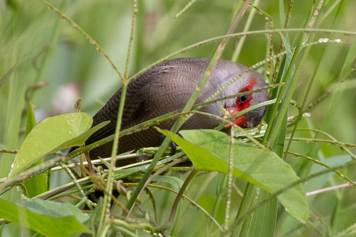 Common Waxbill - ML638347682