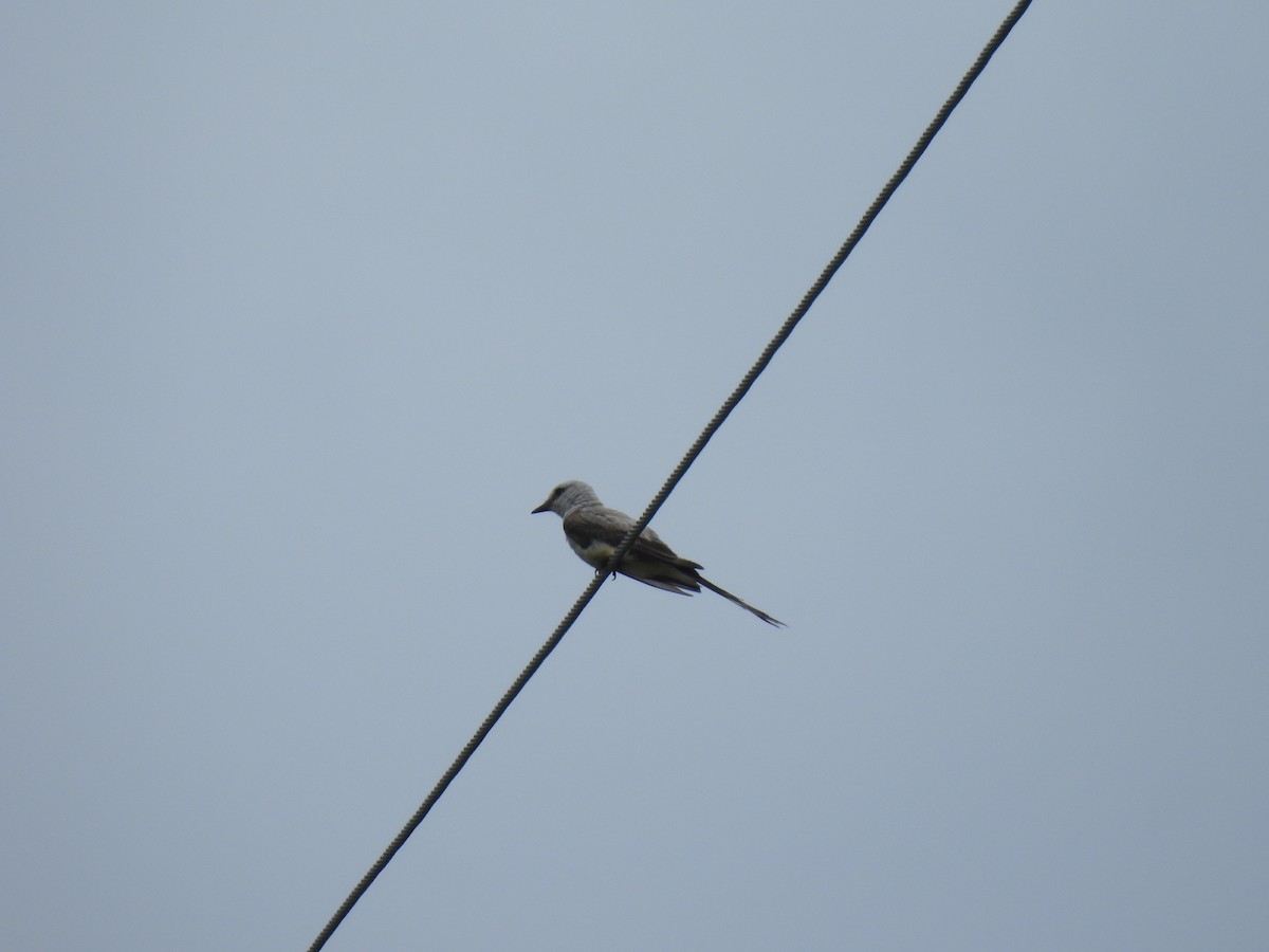 Scissor-tailed Flycatcher - ML638347683