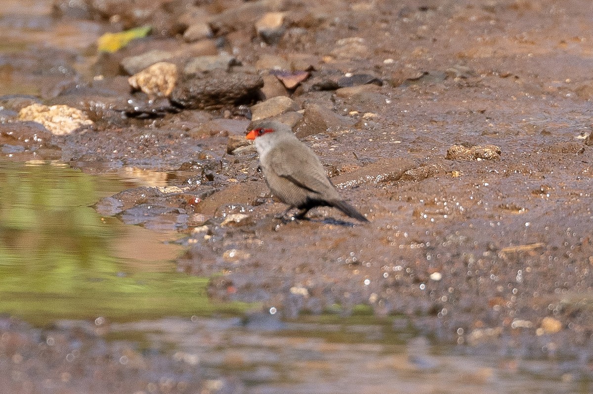 Common Waxbill - ML638347684