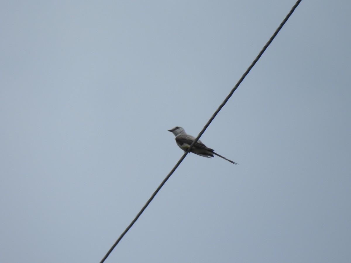 Scissor-tailed Flycatcher - ML638347685