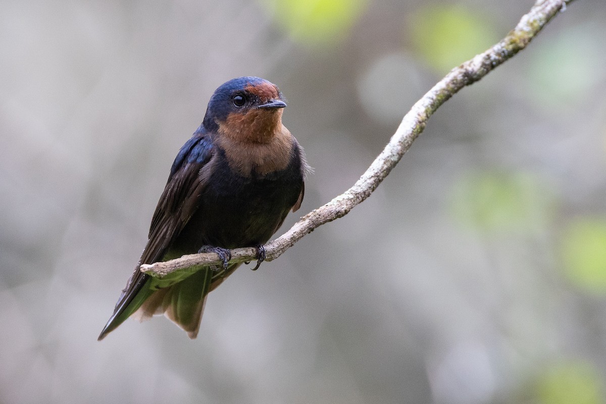 Tahiti Swallow - ML638347689