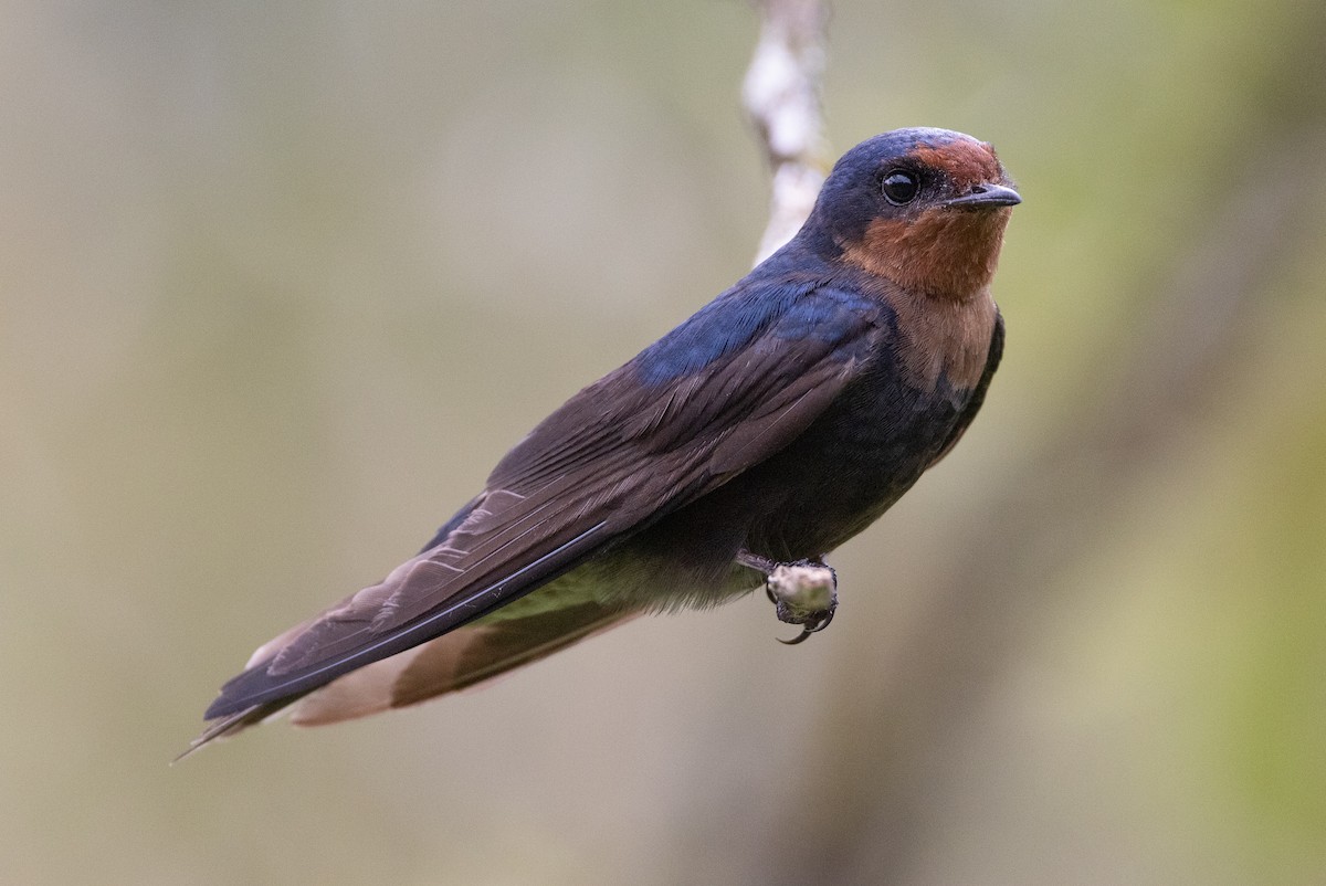 Tahiti Swallow - ML638347690