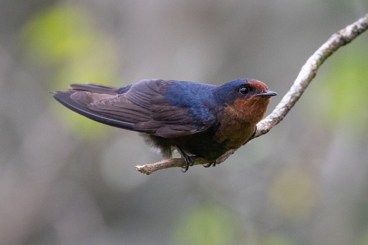 Tahiti Swallow - ML638347691