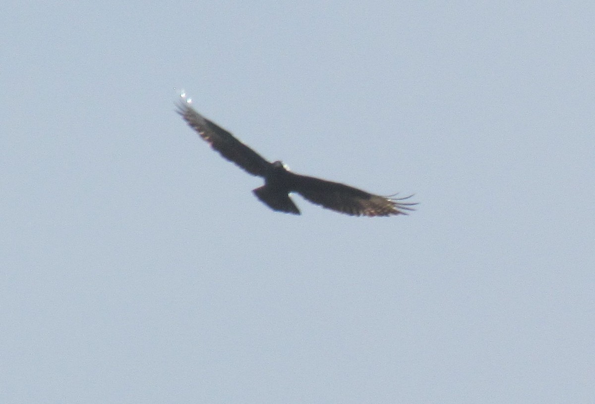 Verreaux's Eagle - ML638347695