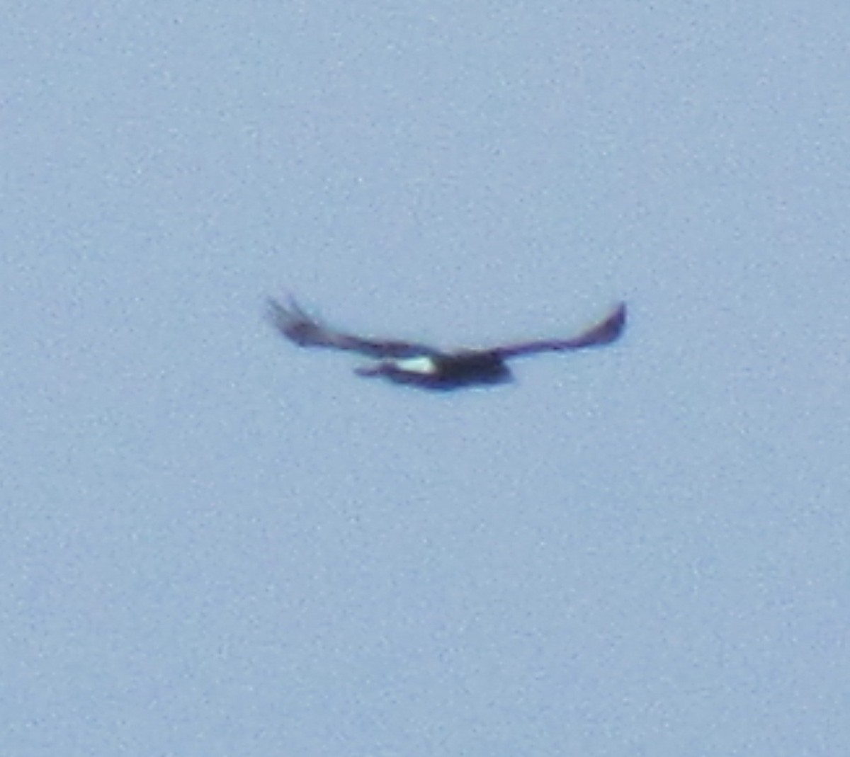 Verreaux's Eagle - ML638347696