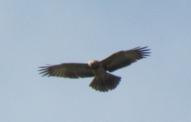 Circaète à poitrine noire - ML638347700