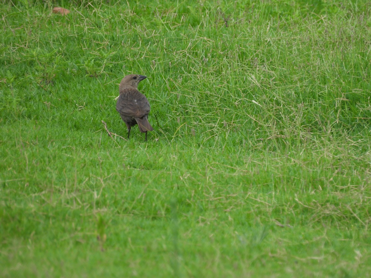 Brown-headed Cowbird - ML638347704
