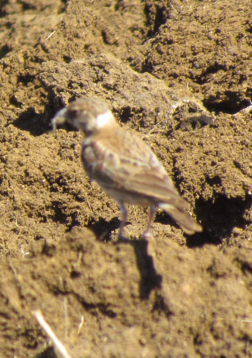 Chestnut-backed Sparrow-Lark - ML638347707