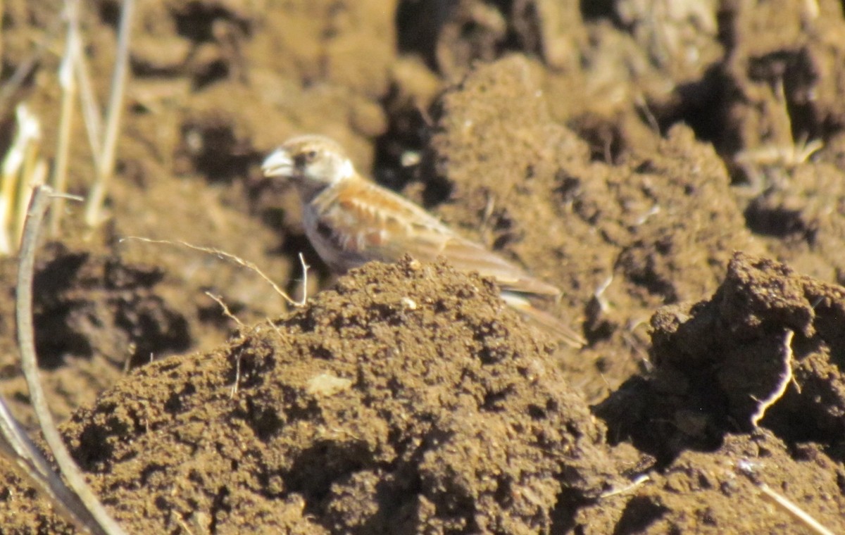 Chestnut-backed Sparrow-Lark - ML638347708