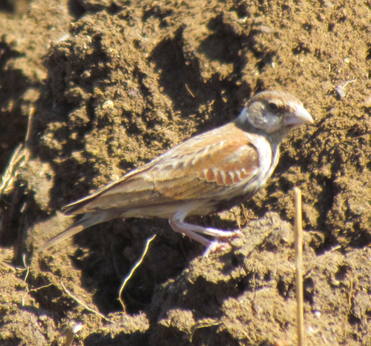 Chestnut-backed Sparrow-Lark - ML638347709
