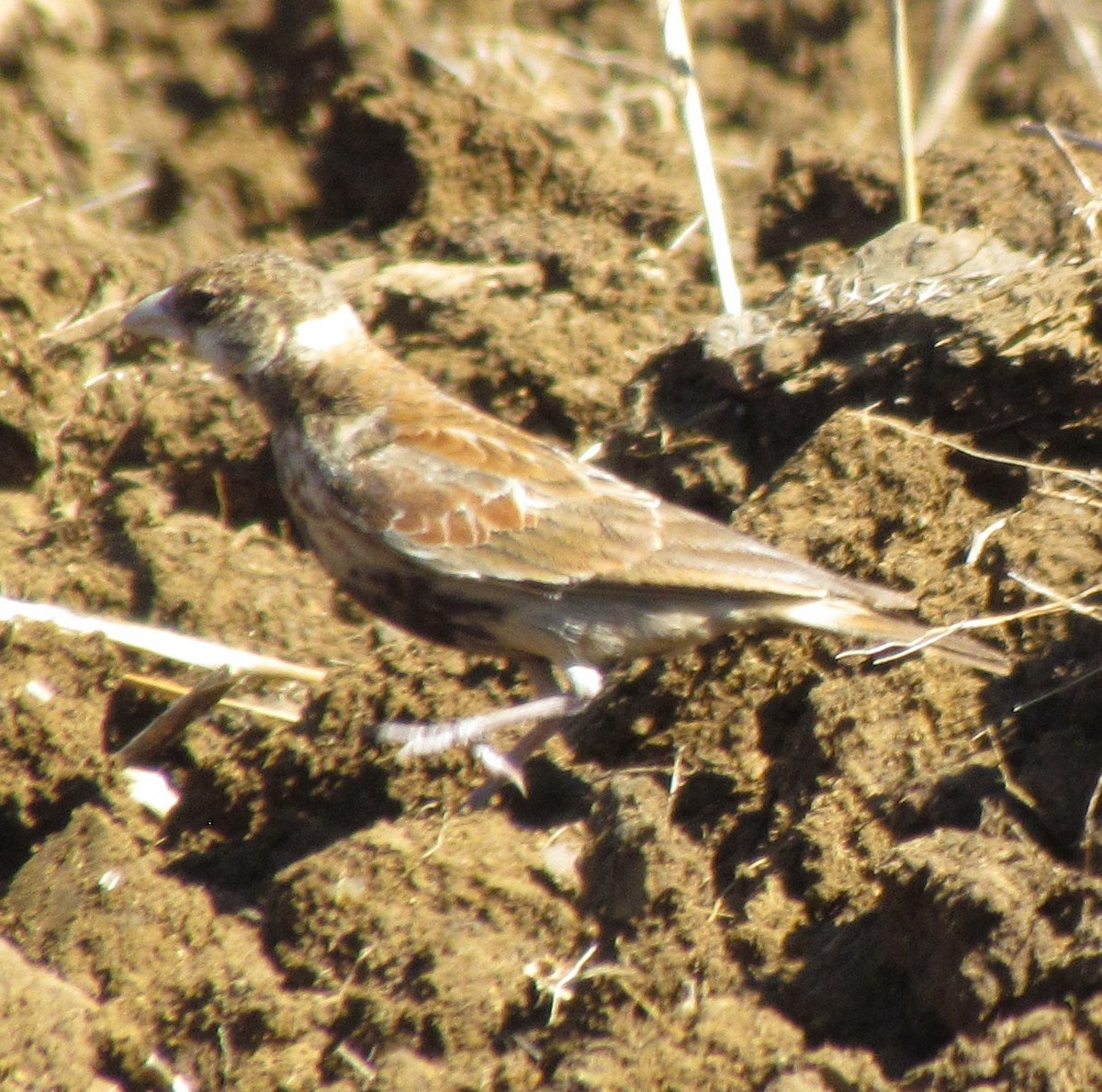 Chestnut-backed Sparrow-Lark - ML638347710