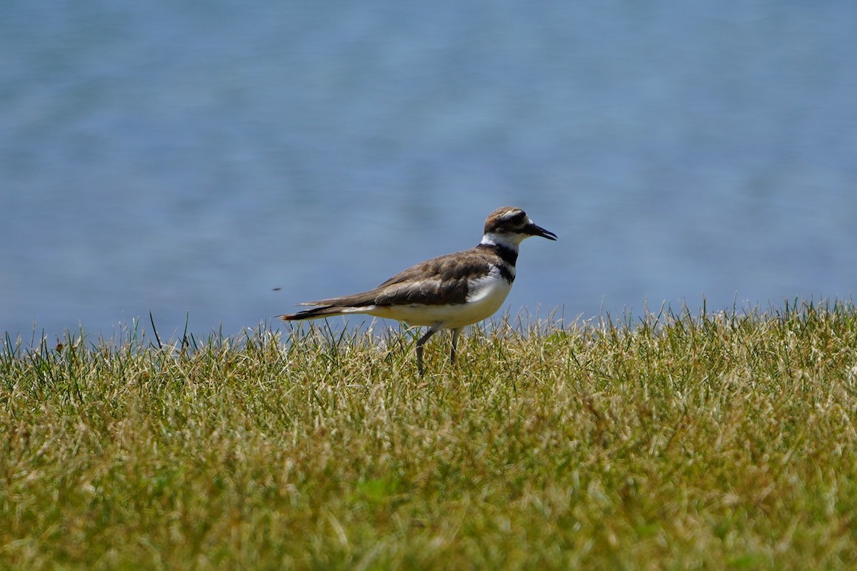 Killdeer - ML638347711