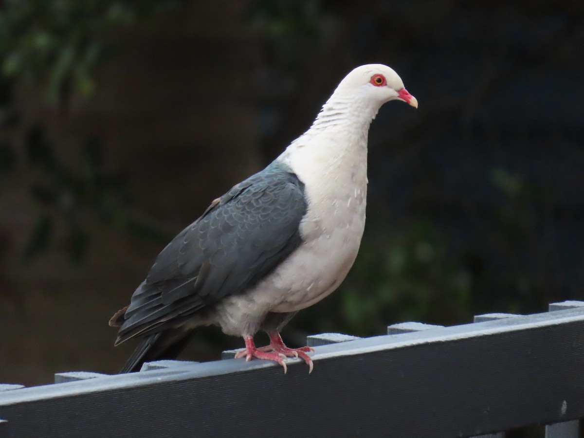 White-headed Pigeon - ML638347714