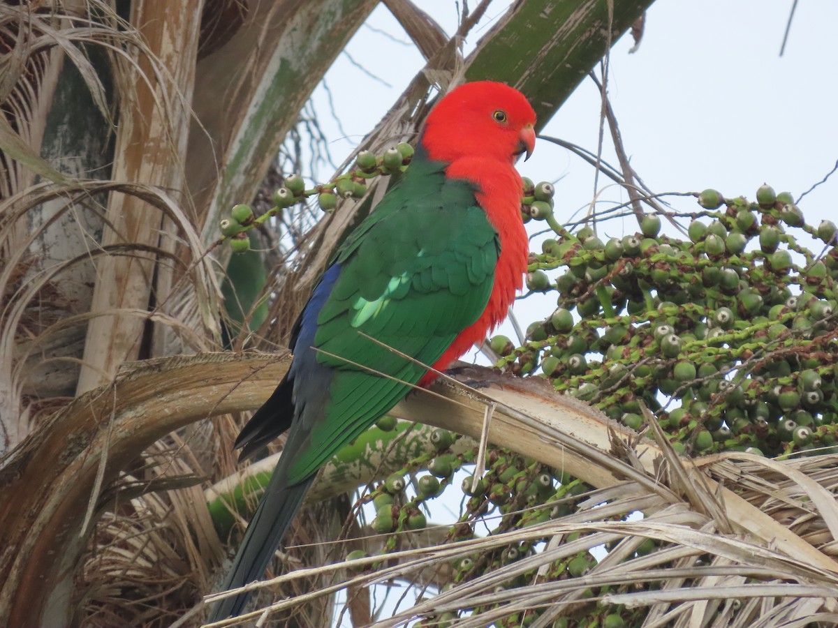 Australian King-Parrot - ML638347715