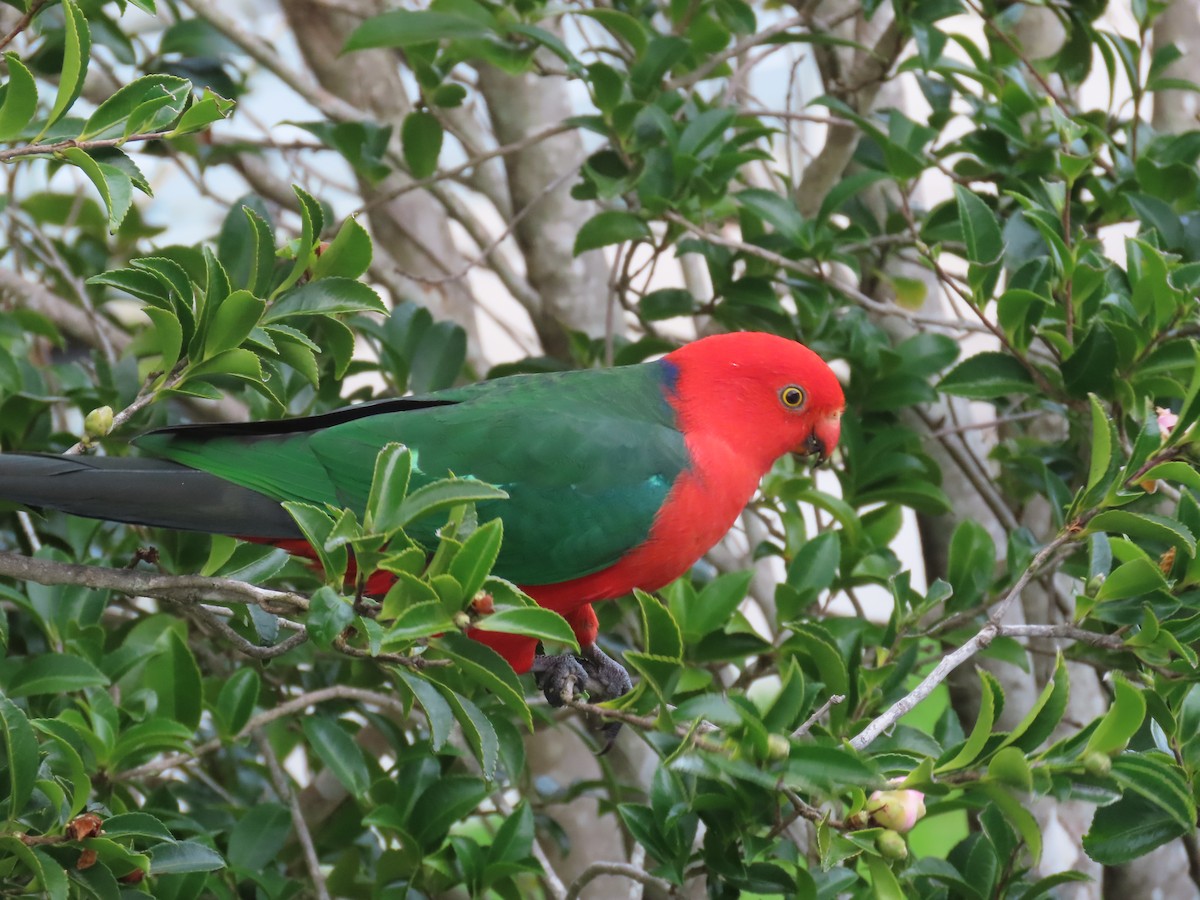 Australian King-Parrot - ML638347716
