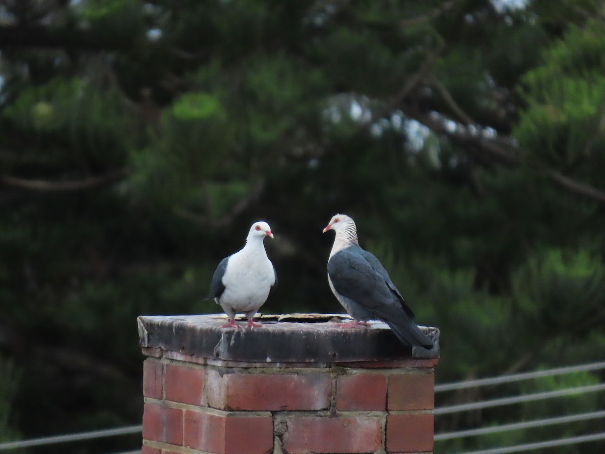 White-headed Pigeon - ML638347726