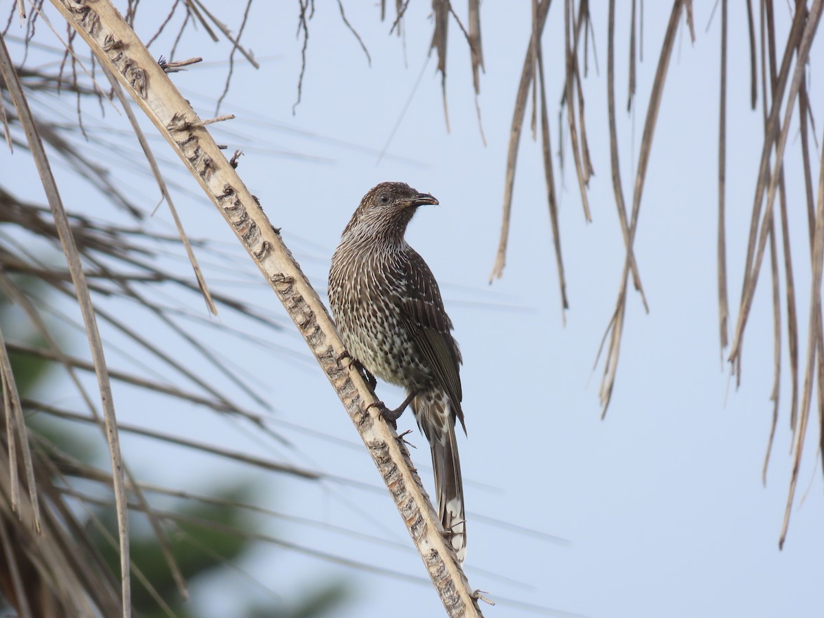 Little Wattlebird - ML638347734