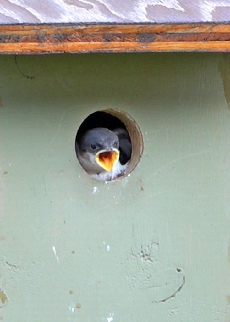 Tree Swallow - ML638347738