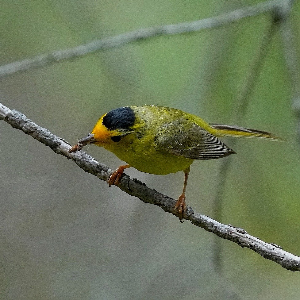 Wilson's Warbler - ML638347739