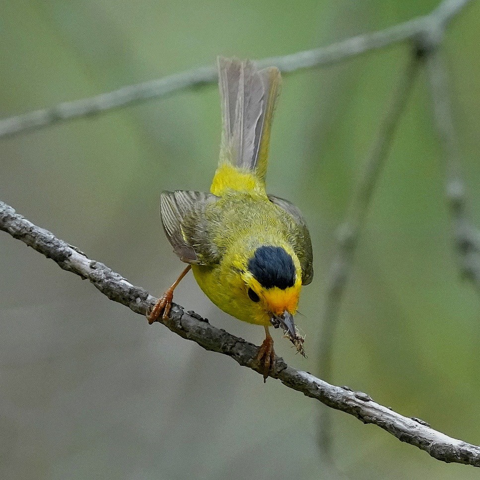 Wilson's Warbler - ML638347740