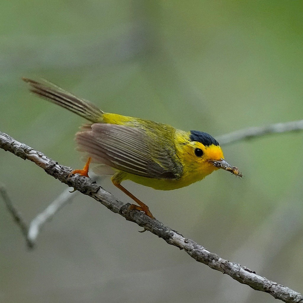 Wilson's Warbler - ML638347741