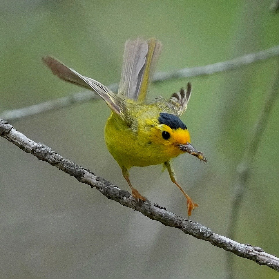 Wilson's Warbler - ML638347742