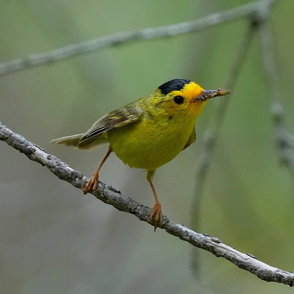 Wilson's Warbler - ML638347743