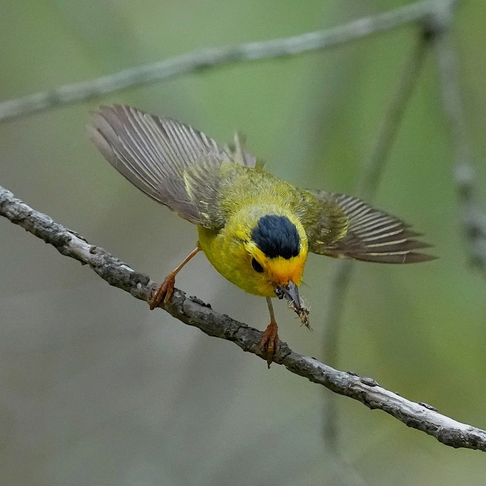 Wilson's Warbler - ML638347744