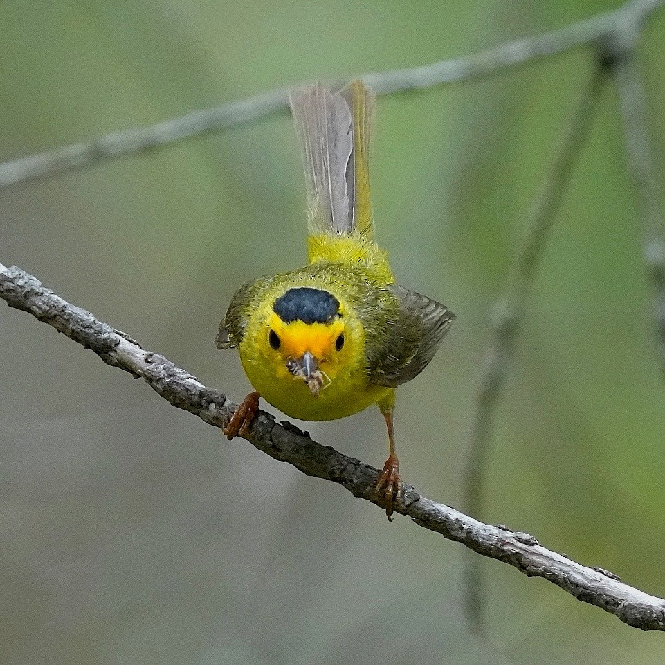 Wilson's Warbler - ML638347745