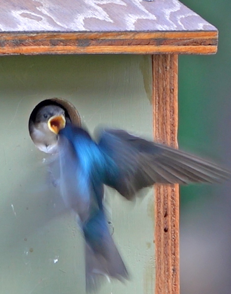 Tree Swallow - ML638347750