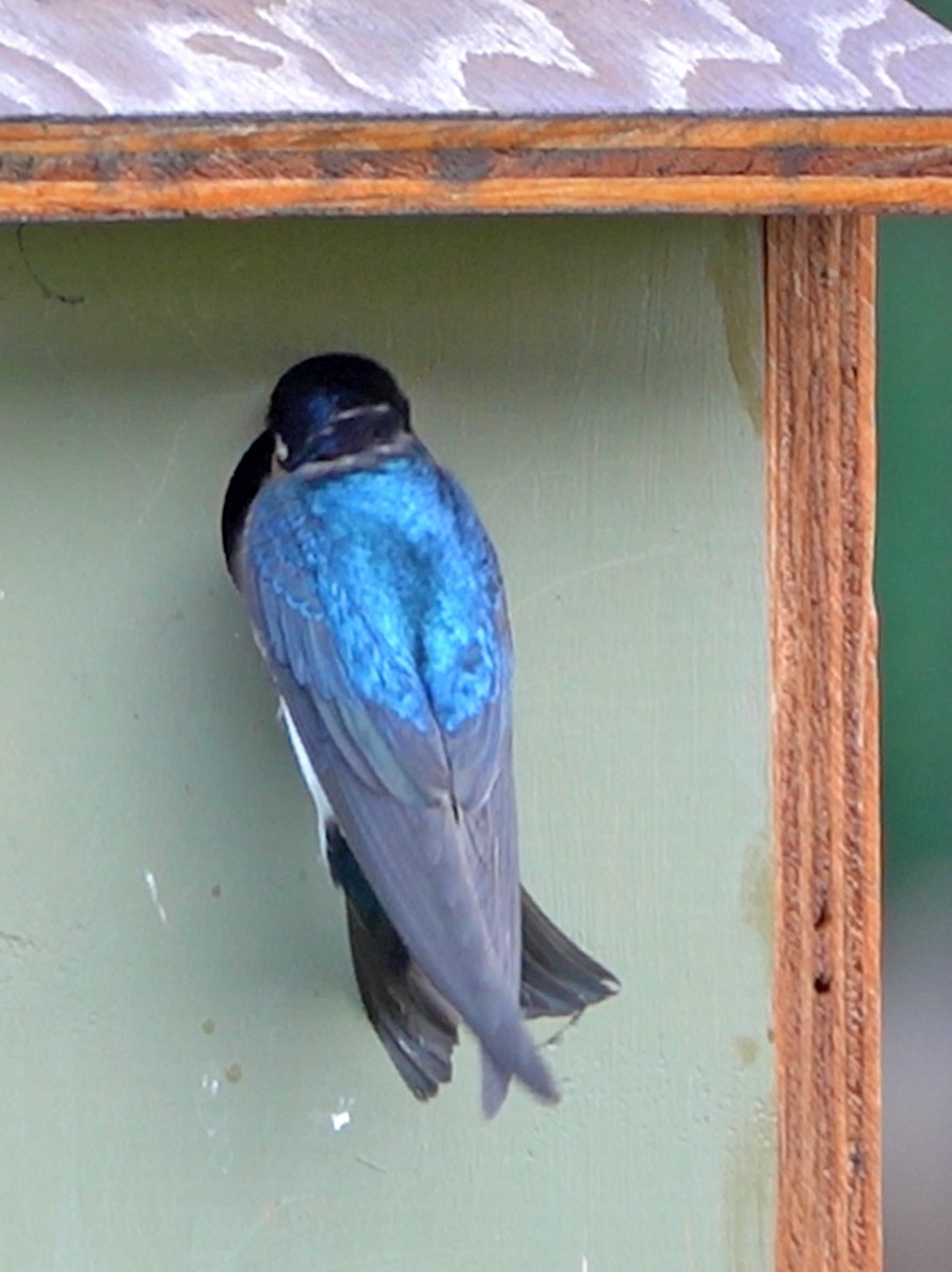 Tree Swallow - ML638347753