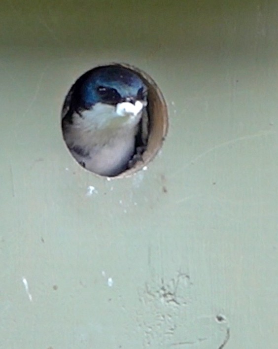 Tree Swallow - ML638347755
