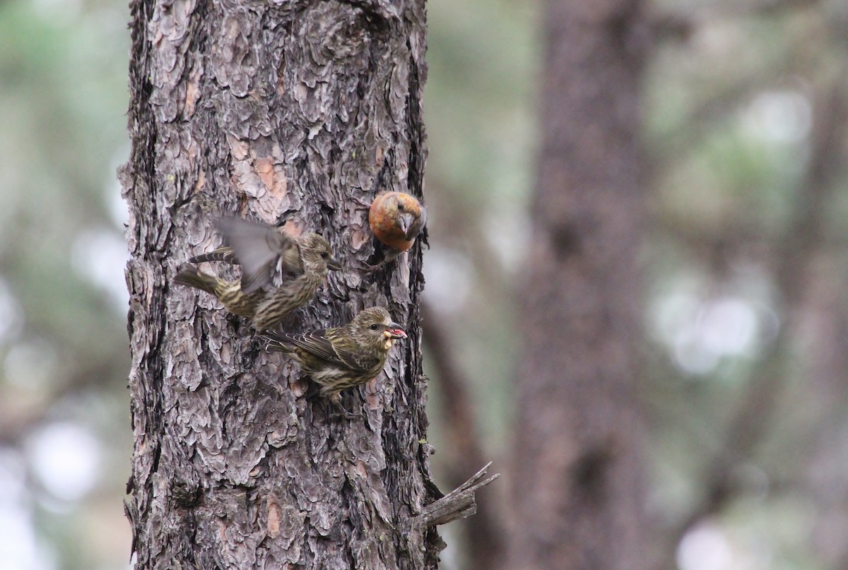 Red Crossbill - ML638347756
