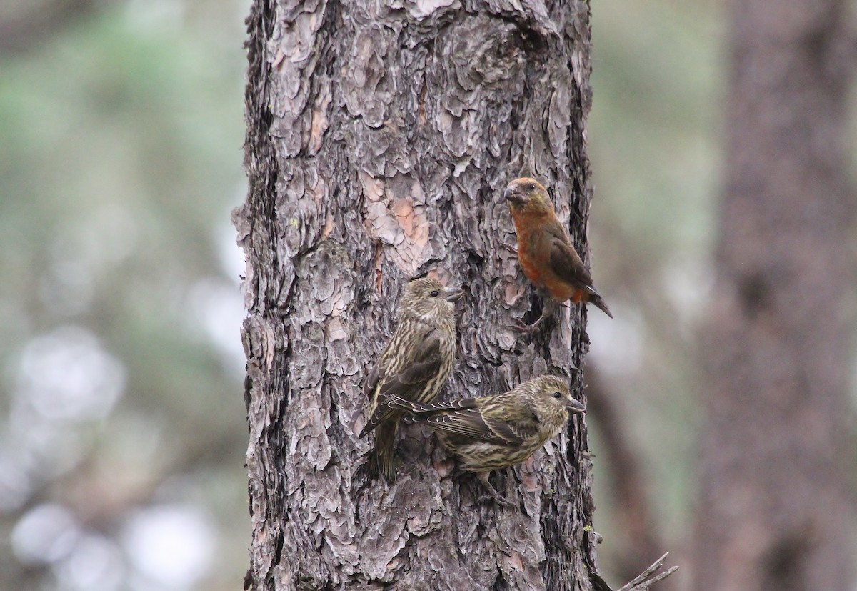 Red Crossbill - ML638347758