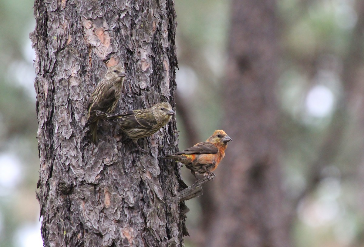 Red Crossbill - ML638347763